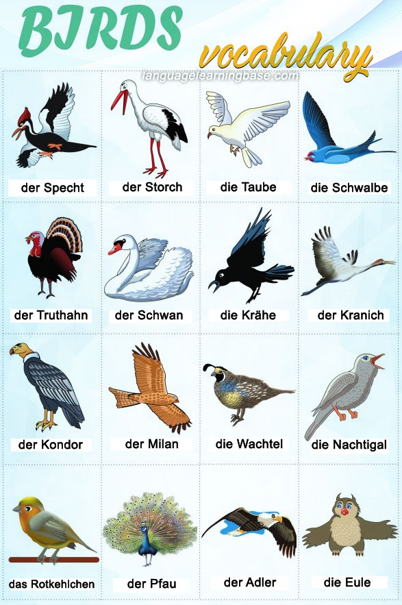 birds-vocabulary-in-german-learn-german-vocabulary-birds-german